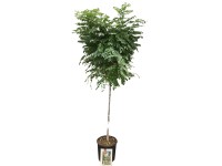 OBI Agát biely polokmeň výška cca 80 cm kvetináč cca 18 l Robinia