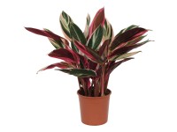 OBI Kalatea (Calathea stromanthe sanguinea) 