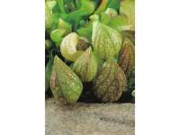 OBI Saracénia (Sarracenia psittacina) červeno-zelená, pr. kvetináča cca 9 cm