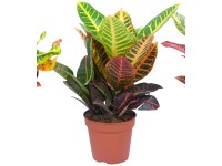 Krotónovec strakatý priemer kvetináča cca 15 cm Codiaeum variagatum