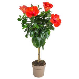 Ibištek kmienok (cca 100 cm) v kvetináči s červenými kvetmi, GROW by OBI.