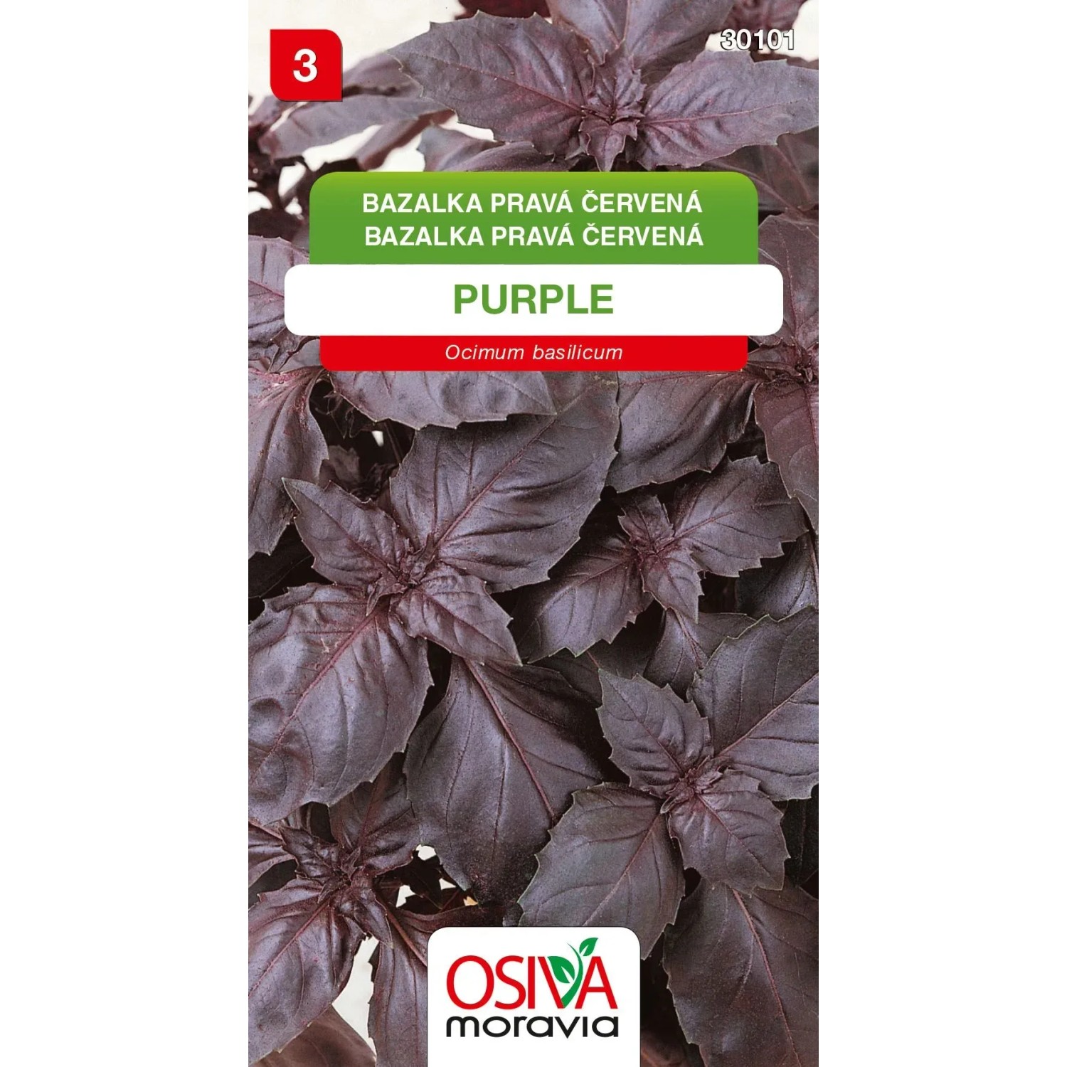 E-shop Osiva Moravia Semienka Bazalka pravá červená Purple (Ocimum basilicum)