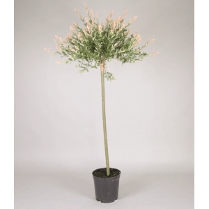 Japonská vŕba (Salix integra) v kvetináči s ružovo-zelenými listami.