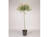 Vŕba japonská (Salix integra) 'Hakuro Nishiki' výška 100-120 cm