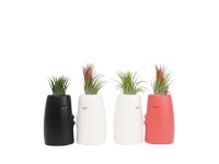 Vzduchovka (Tillandsia Ionantha) aranžmán v keram. kvetináči, pr. kv. 6 cm