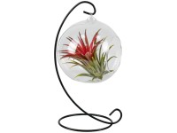 Aranžmán tillandsií (Tillandsia ionantha) v sklenenej nádobe, pr. cca 13 cm