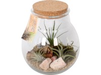 Aranžmán z tilandsií v sklenenej nádobe priemer kvetináča cca 18 cm