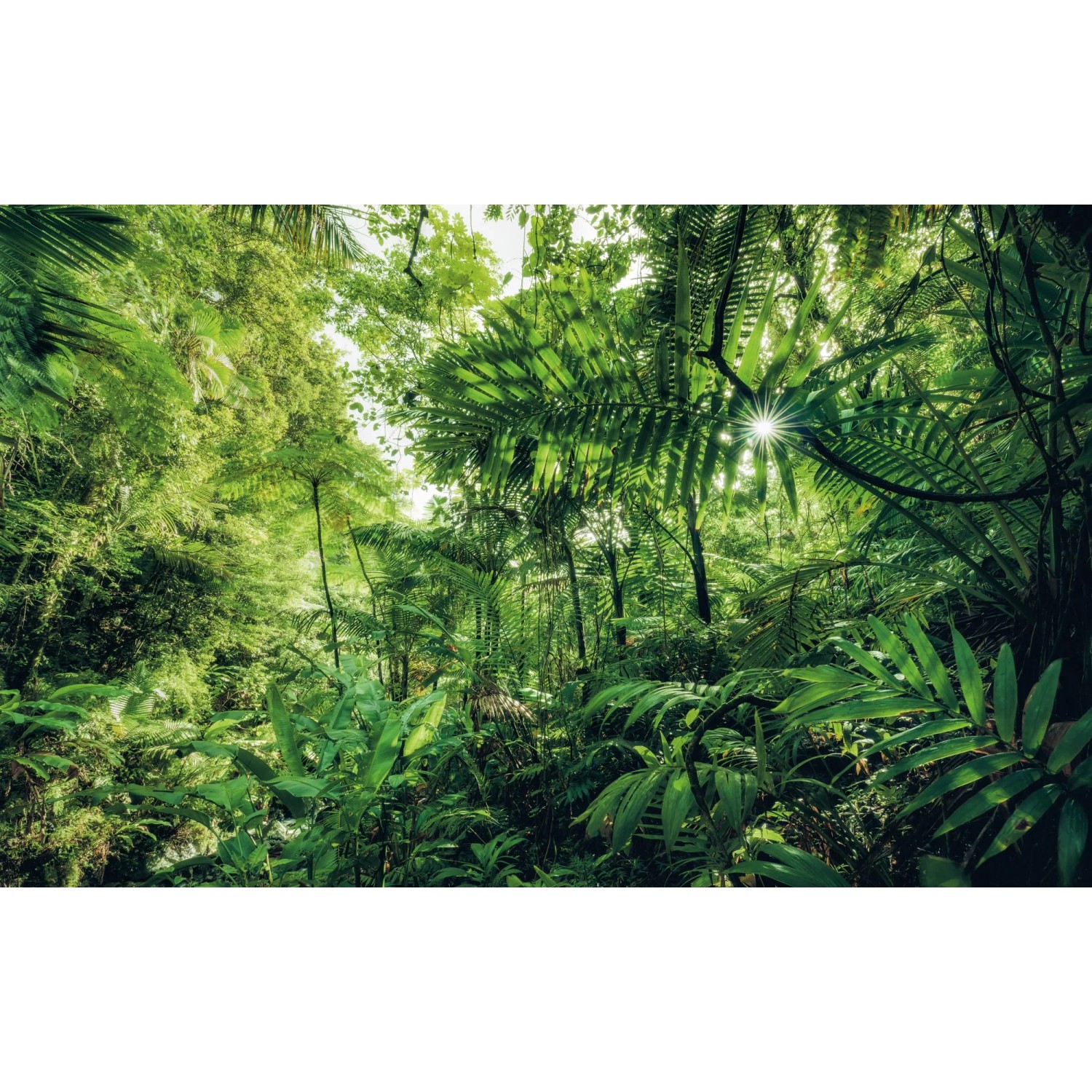 E-shop Komar Vliesová fototapeta Into The Jungle 400 x 250 cm