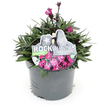 Q-Flower Hvozdík záhradný (Dianthus caryophyllus) "Rock Collection" cca pr. 13cm