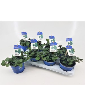 Kiepenkerl Pomarančová mäta v kvetináči 12 cm, aromatická kuchynská bylina.