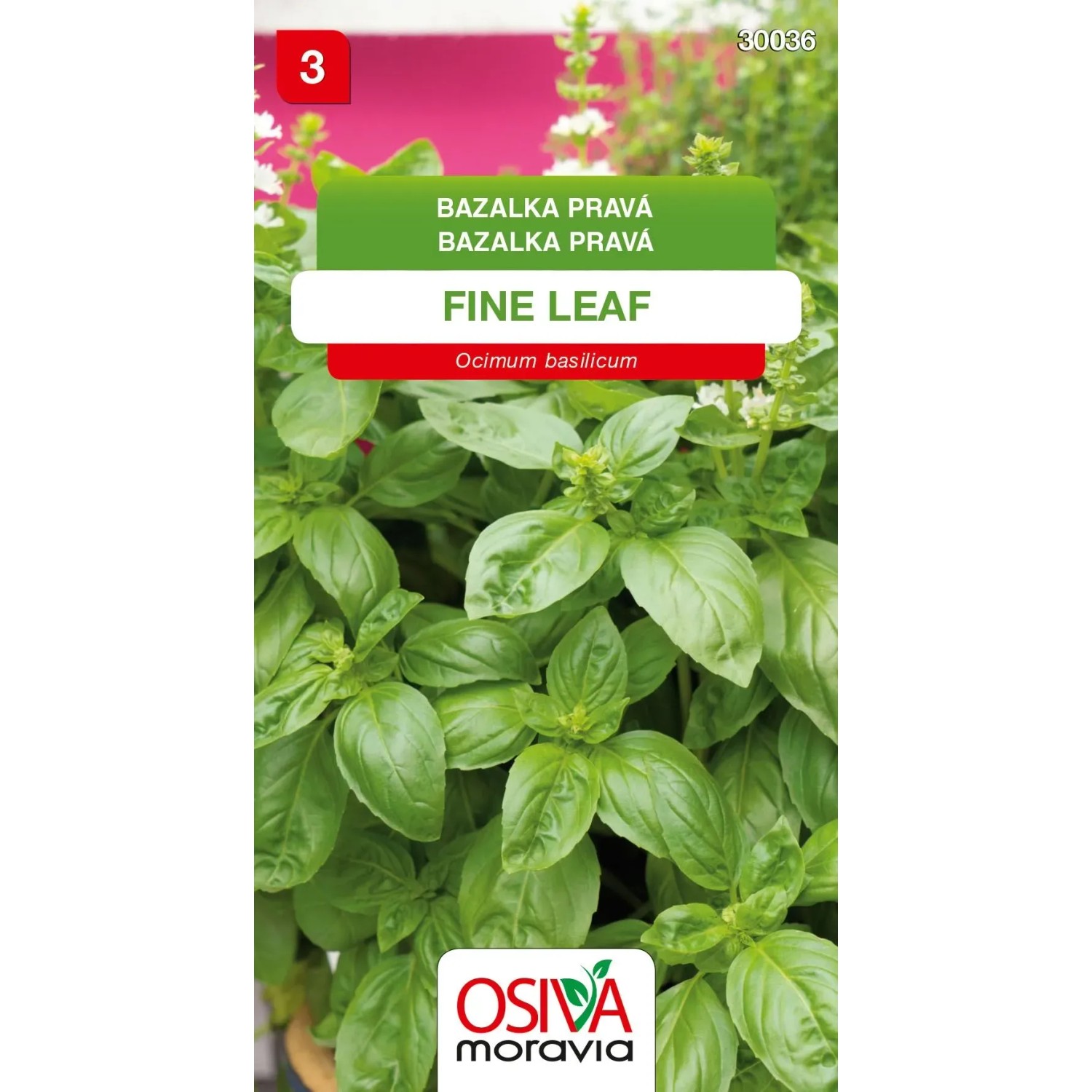 E-shop Osiva Moravia Semienka Bazalka pravá Fine Leaf (Ocimum basilicum)