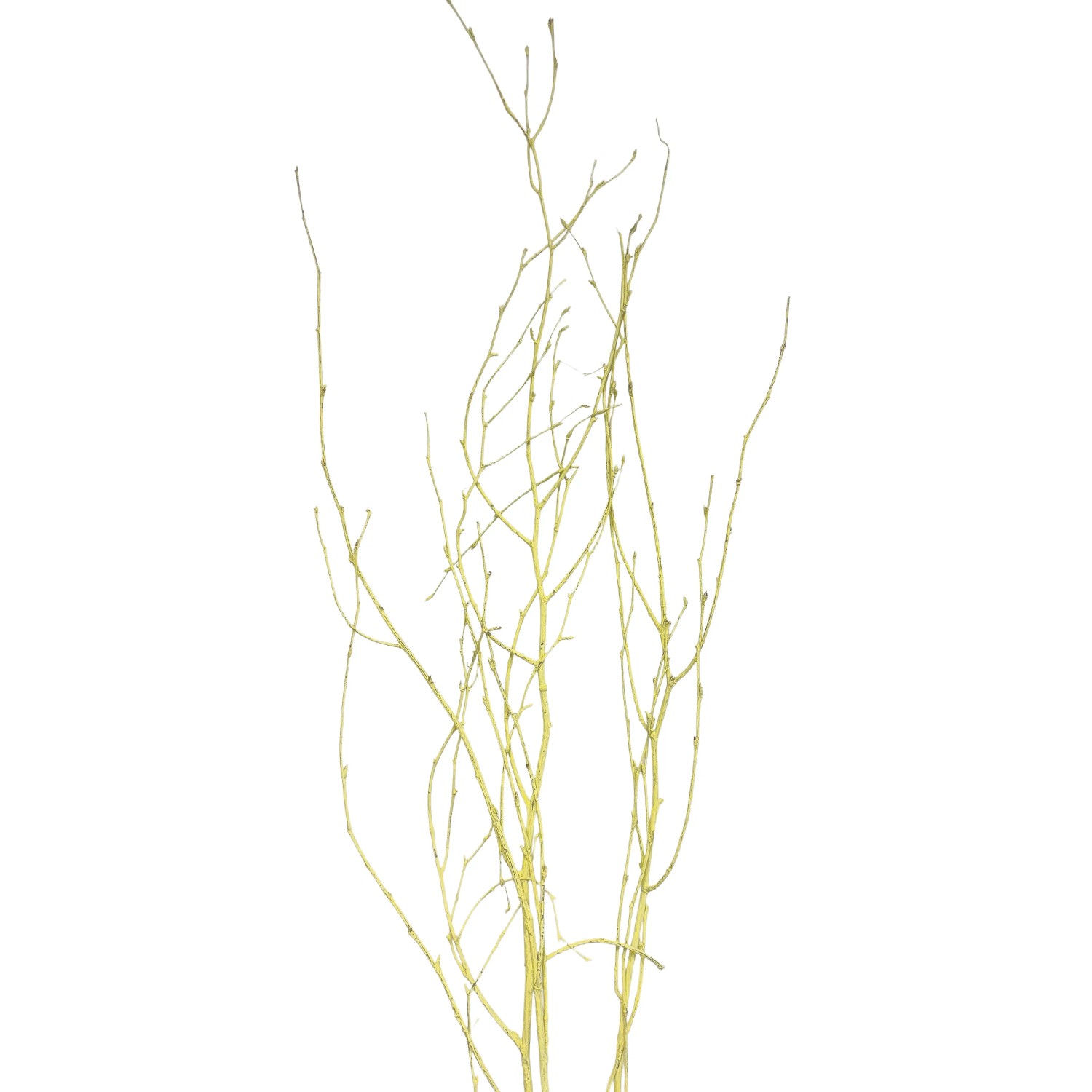 E-shop Star Home Decor Brezové vetvičky zväzok Betula pastelovo žlté 110cm
