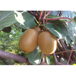 ARBOEKO Aktinídia lahodná (Actinidia deliciosa) "Jenny" K3 L
