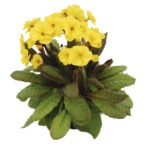 Žltá Prvosienka (Prvosienka jarná) so zelenými listami v kvetináči.