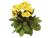 Prvosienka vyššia, pr. 10,5 cm, trvalka