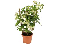 OBI Bugenvilea biela na špalieri priemer kvetináča cca 17 cm Bougainvillea