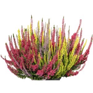 Vresovec WiBo Trio v kvetináči, rôzne farby. Calluna vulgaris na balkón a záhradu.