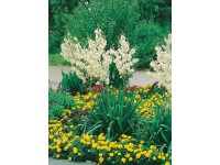 OBI Juka biela priemer kvetináča cca 9 cm x 9 cm