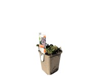 OBI Gypsomilka plazivá 