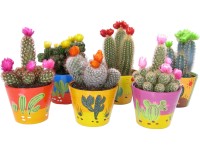 Mix kaktusov vo farebnej keramike priemer kvetináča cca 11 cm