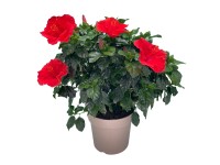 GROW by OBI Ibištek čínska ruža (Hibiscus rosa-sinensis), cca 50-60 cm