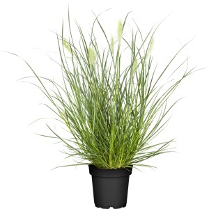GROW by OBI Pennisetum Little Bunny v kvetináči, zelené listy a svetlé kvetenstvo.