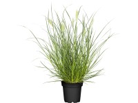 Grow by OBI Perovec (Pennisetum) Little Bunny, pr. cca 16 cm