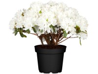 OBI Japonská azalka 