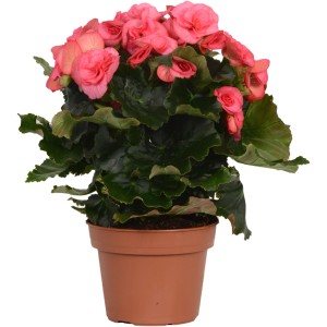 Ružová begónia GROW by OBI v kvetináči, výška cca 28-34 cm. Kvitnúca izbová rastlina na svetlé miesto.