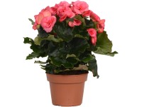 GROW by OBI Begónia (Begonia elatior) ružová, výška 28-34 cm, pr. kv. cca 13 cm
