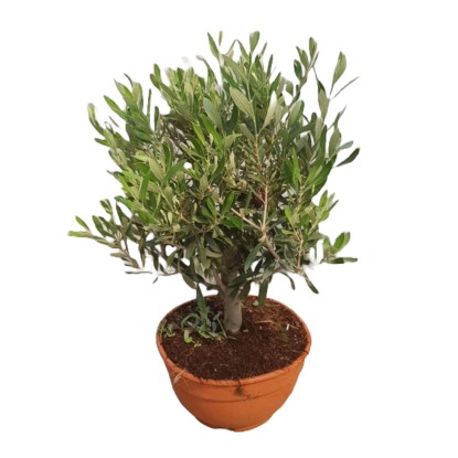 GROW by OBI Olivovník európsky (Olea europaea) bonsaj 45 cm, pr. kv. 23 cm