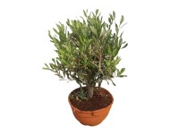 GROW by OBI Olivovník európsky (Olea europaea) bonsaj 45 cm, pr. kv. 23 cm