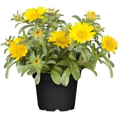 Landgard Hviezdička prímorská (Asteriscus maritimus) žltá výška 10-20cm pr. 12cm