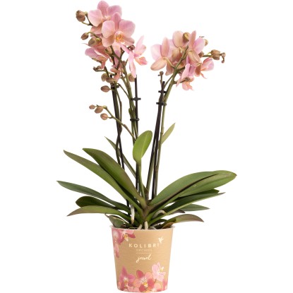 OBI Orchidea motýľokvetá Treviso, 35-45 cm, pr. kvetináča cca 12 cm