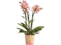 OBI Orchidea motýľokvetá Treviso, 35-45 cm, pr. kvetináča cca 12 cm