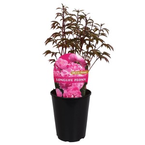 Pivonka Long Life ružová v kvetináči, priemer cca 19 cm.