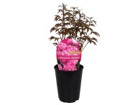 Royal Lemkes Pivonka (Paeonia) 