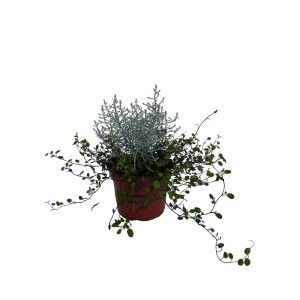 Drôtovec Muehlenbeckia complexa s tmavozelenými, plazivými listami v 12 cm kvetináči. Bez rašeliny, ideálny do závesov.