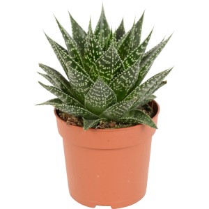 Sukulentná rastlina Gasteria Aurora v kvetináči, tmavozelené listy so svetlými škvrnami.