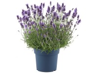 GROW by OBI Levanduľa úzkolistá (L. angustifolia) Felice Prem. Provence, 15 cm