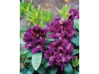 OBI Rododendron hybridy 