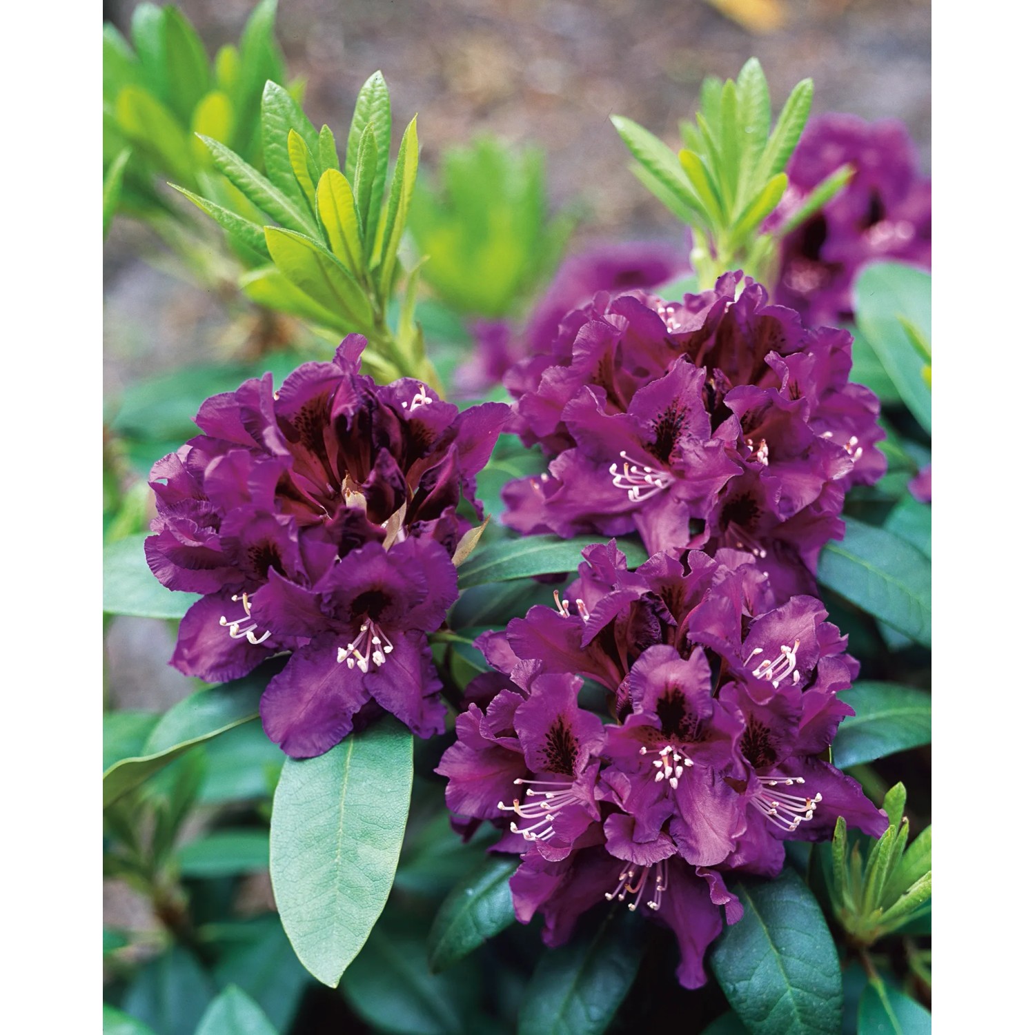 Rododendras Rasputin OBI Rododendron hybridy