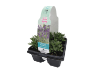 Levanduľa úzkolistá (Lavandula angustifolia), 4 ks