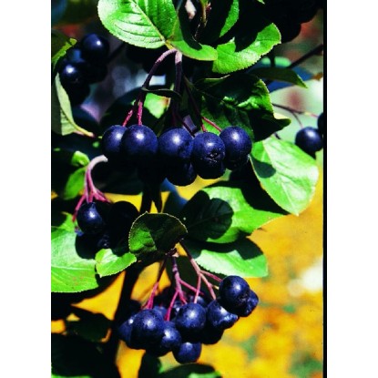 Muchovník jelšolistý (amelanchier alnifolia) Greatberry Farm