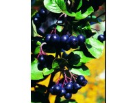 Muchovník jelšolistý (amelanchier alnifolia) Greatberry Farm