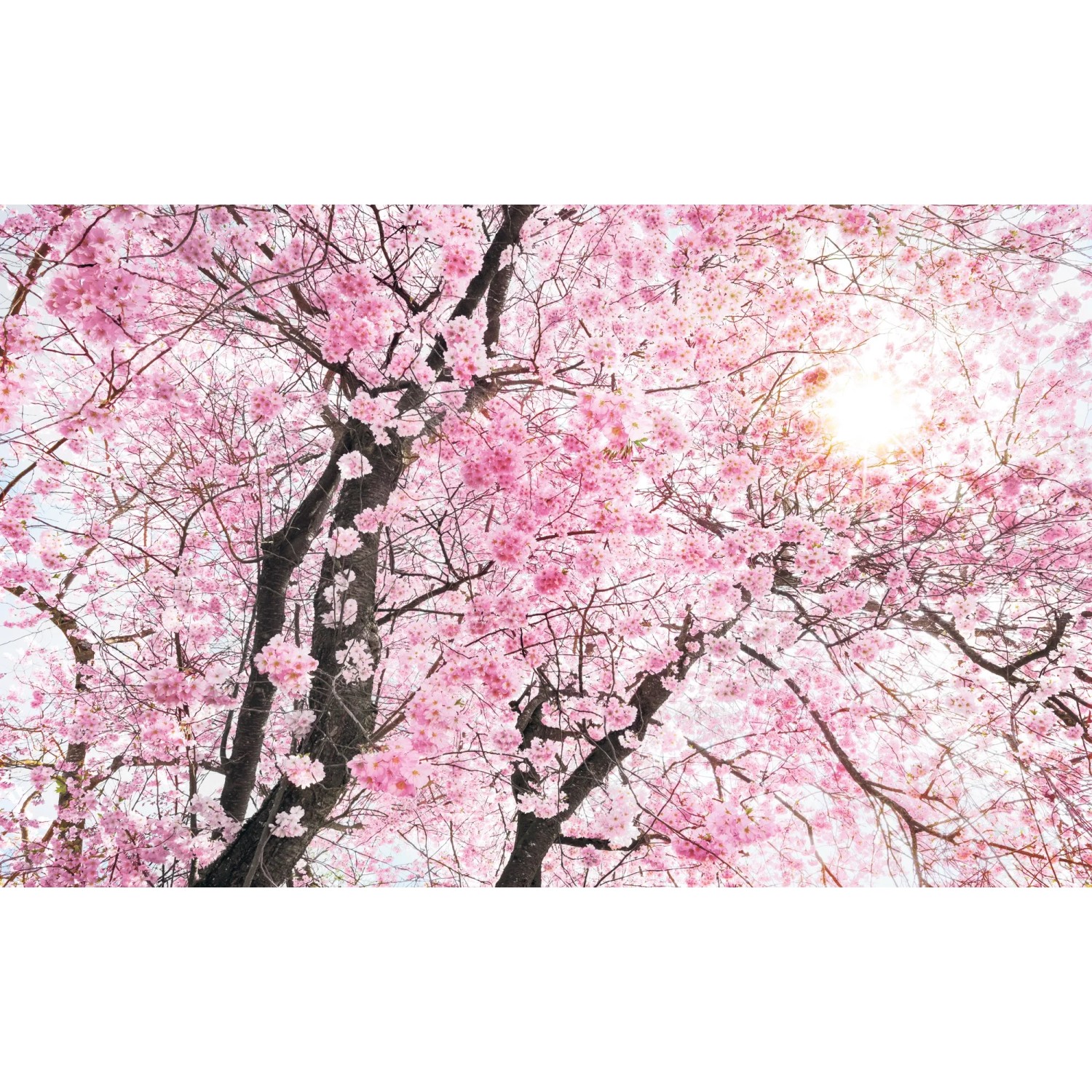 E-shop Komar Vliesová fototapeta Bloom 400 x 250 cm