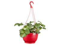 Jahodník veľkoplodý Jahodník veľkoplodý