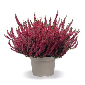 Vresovec Calluna vulgaris XL v kvetináči, cca 23 cm Ø, s purpurovo červenými kvetmi.