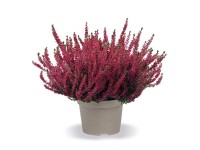 Q-Flower Vres obyčajný (Calluna vulgaris) pr. cca 23 cm