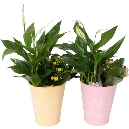 Veľkonočný aranžmán v zinkovej nádobe priemer kvetináča cca 13 cm